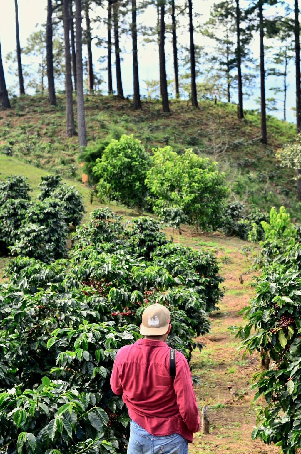 A person in a red shirt and beige cap stands in a lush coffee plantation, looking at rows of coffee plants with tall trees in the background on a sunny day.