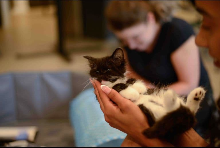 Black and white kitten lies in someone's hands, relaxed and calm during cuddle time.